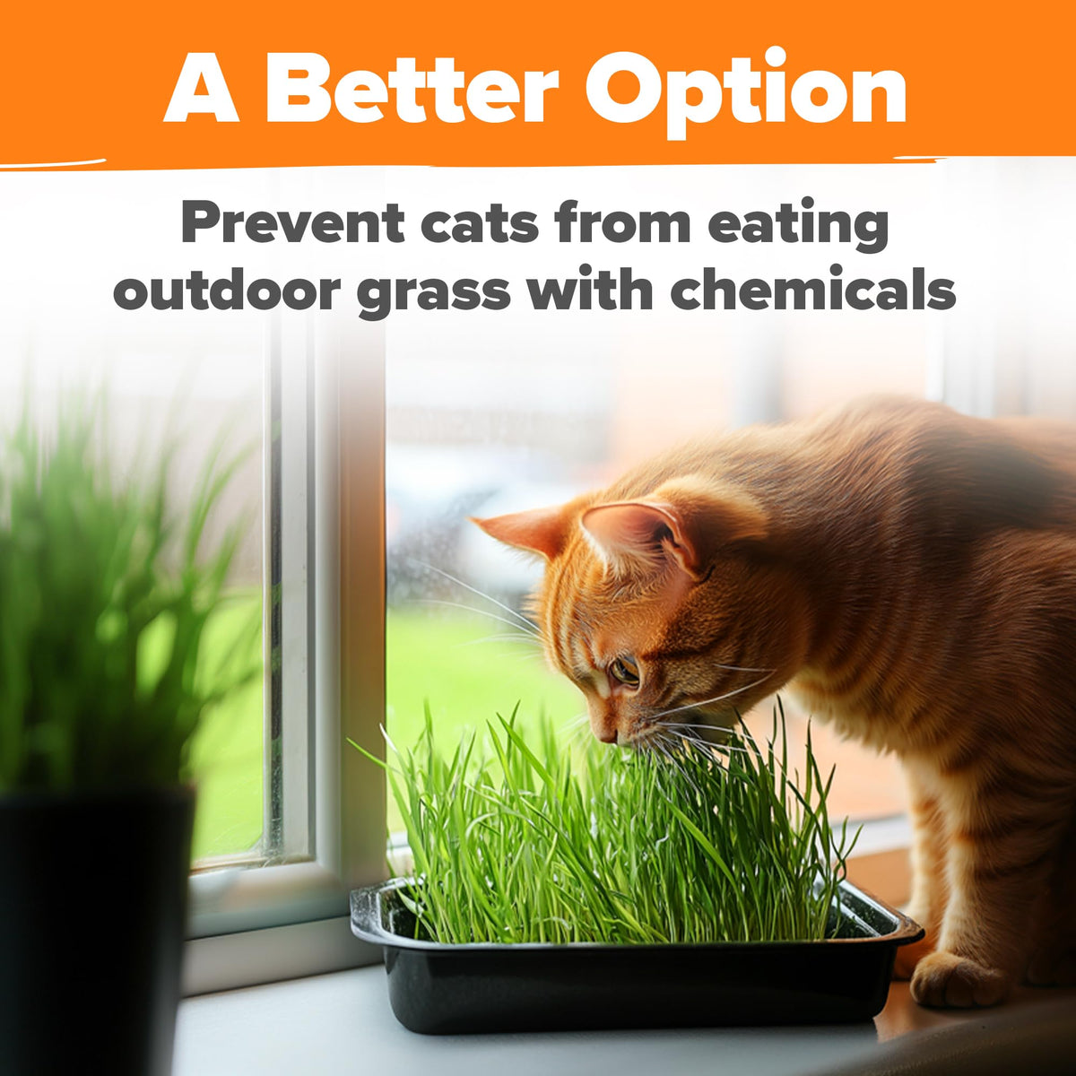 Organic Cat Grass Seeds 8oz Oat & Barley A30466