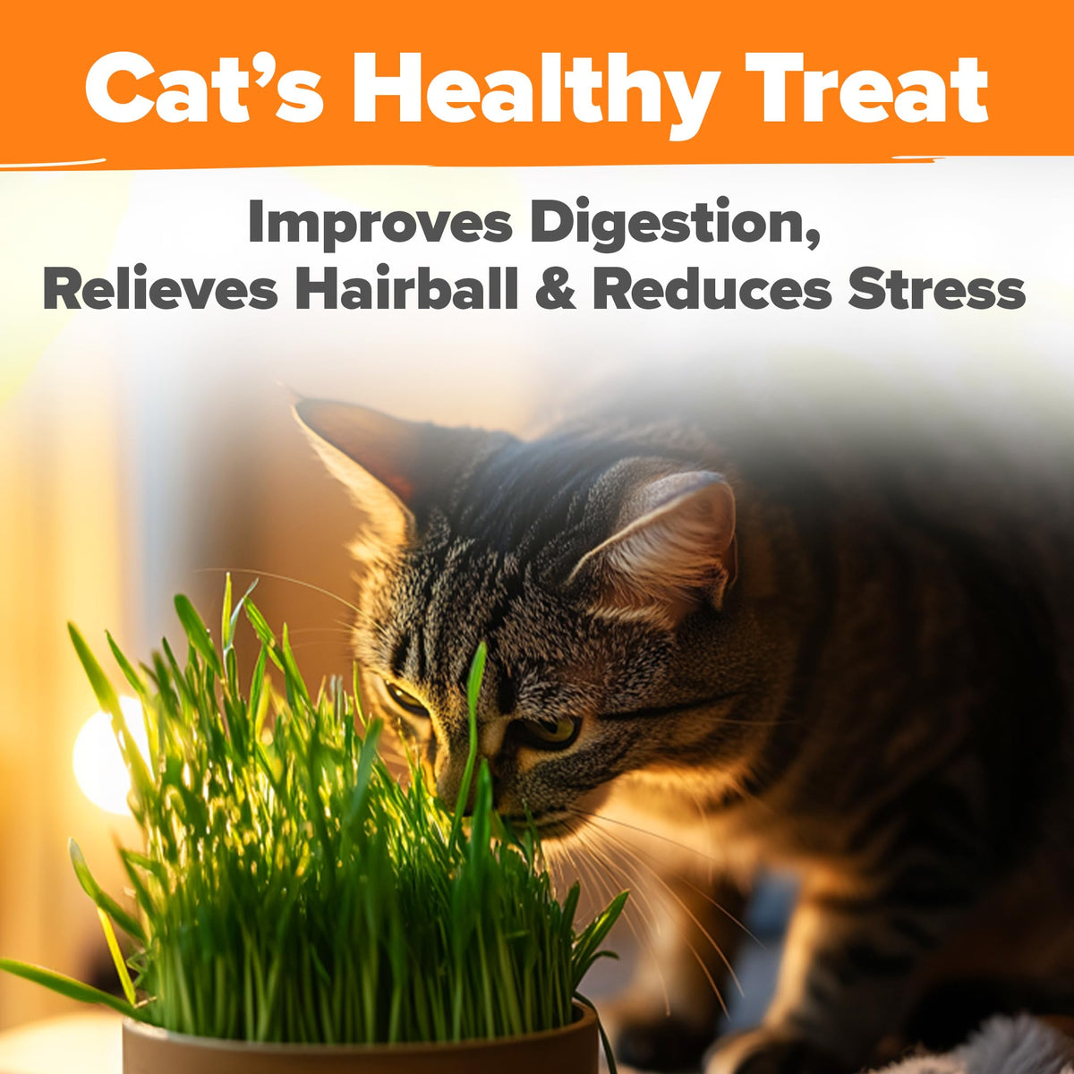 Organic Cat Grass Seeds 8oz Oat & Barley A30466