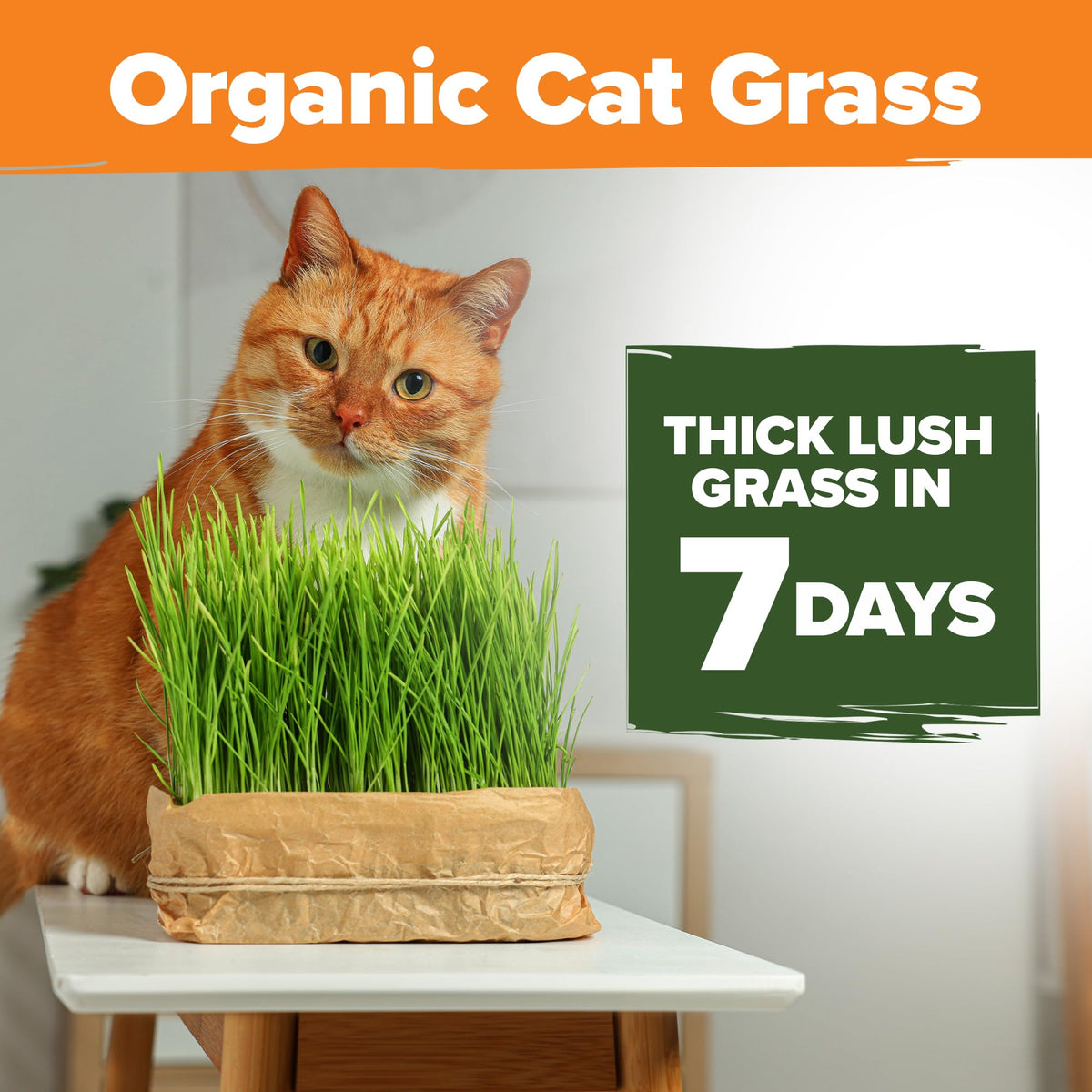 Organic Cat Grass Seeds 8oz Oat & Barley A30466